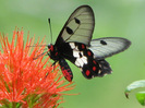 Butterfly 20 - Red-bodied Swallowtail Pachliopta polydorous.