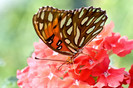 butterfly garden photo