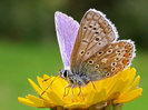 Common Blue.500
