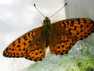 Dark-green fritillary.500