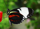 Heliconius_cydno.500