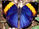 Indian_Leaf_Butterfly_Kallima_inachus - top
