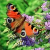 most-beautiful-butterfly-Peacock-Butterfly-350x350