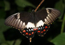 Papilio_aegeus_Orchard_Swallowtail.front.500