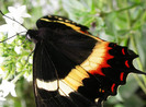 Papilio_garamas_side.500