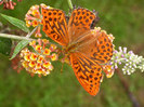 Silver washed Fritillary.500