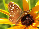 Speckled_Wood