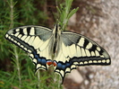 swallowtailbutterfly1