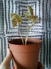 syngonium-lia
