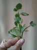 kalanchoe-lia