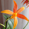 Neam cu cattleya