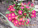 DSCN0375