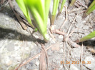 DSCN0384