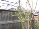 Liliac