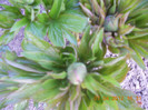 Bujori