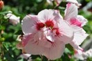 hibiscus-poza preluata
