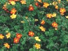 potentilla -poza preluata