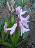DSCN2239