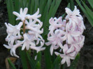 DSCN2266
