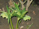 DSCN2270