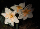 DSCN2287