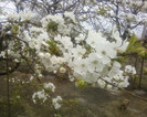 flori de cires