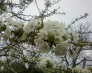 flori de cires