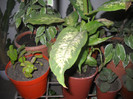 DSCN2661