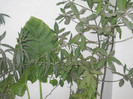 DSCN2664