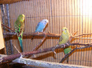 DSCF3007