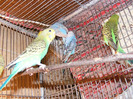 DSCF3041