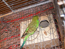 DSCF3044