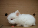 angora