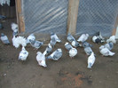 porumbei