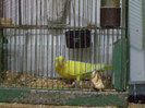 papagal perus