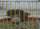pitpalac