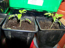 Tomate Cherry Black 8 Martie 2012 (8)