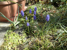 muscari