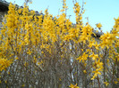 forsythia