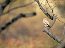 Amazing Birds Wallpapers-8 1600 X 1200