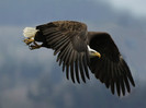 amazing_wild_life_photography_birds_desktop_wallpapers_6