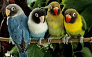 Beautiful Colorful Cute Birds Wallpapers (12)