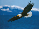 Birds 75