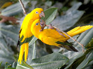 Birds-Wallpaper2