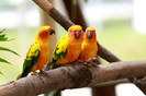 birds-wallpaper-3