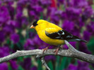 colorful birds wallpapers 1024 768