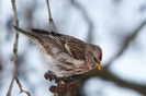 DSC8479_400_gråsiska1_lft_uppsala