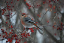 pine grosbeak young male