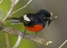 The-Painted-Redstart-300x217