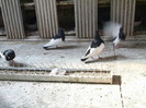DSCF4034